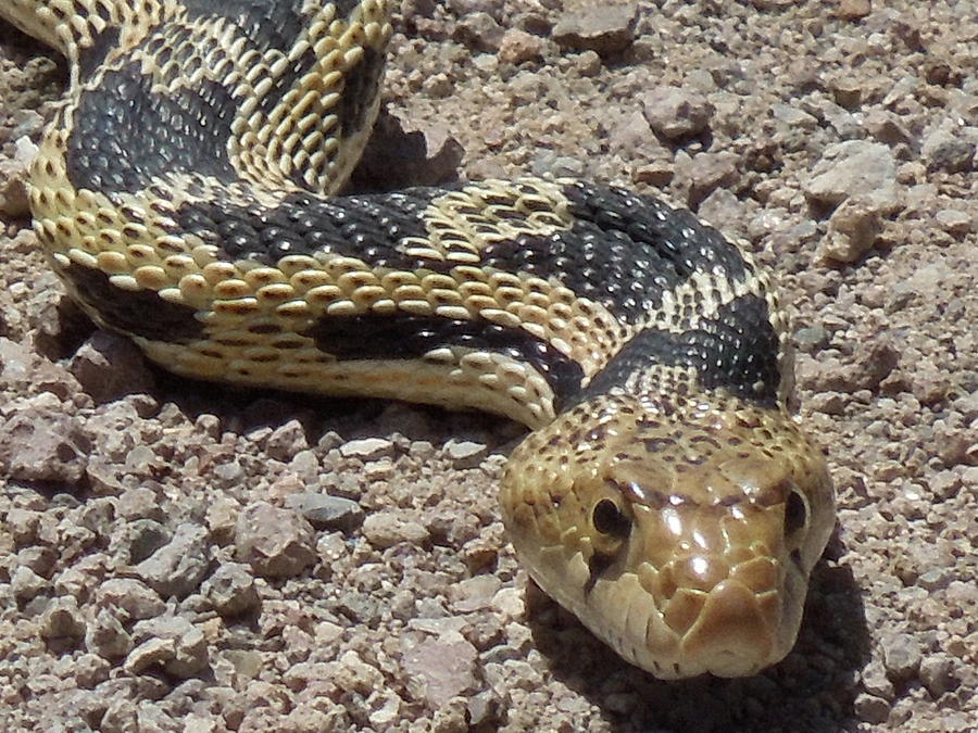 Snake In The Desert Photograph By Donna Jackson   Snake In The Desert Donna Jackson 