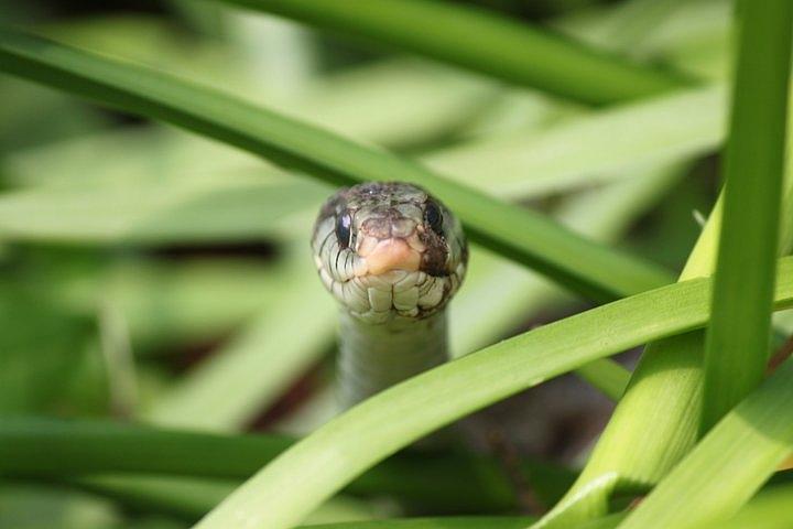 Snake in the Grass Photograph by Jennifer E Doll