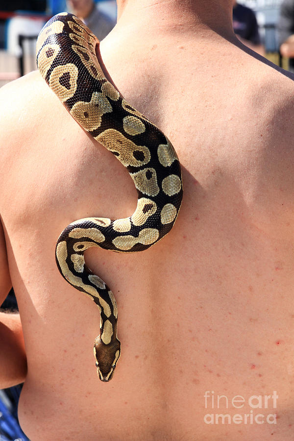 Snake Photograph By J Michael Johnson Photography