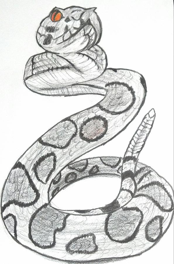  Rattlesnake  Drawing  by Karen Cassels