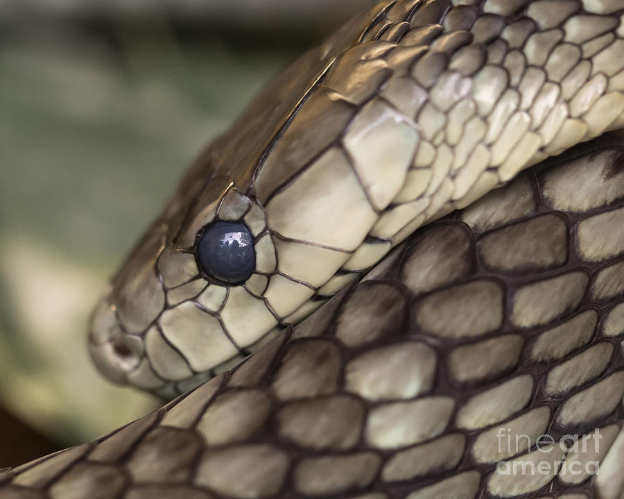 Nature Photograph - Snake by Lucid Mood