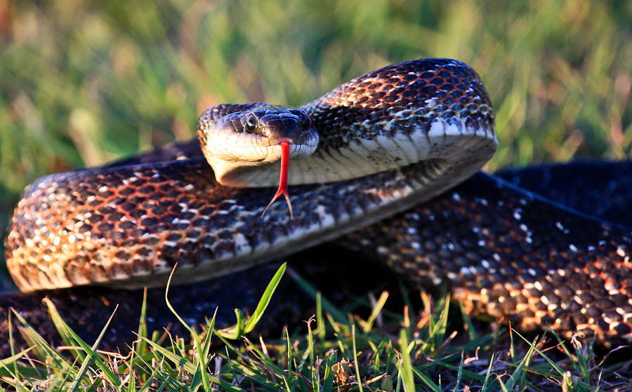 Snake Photograph by Mark Alder