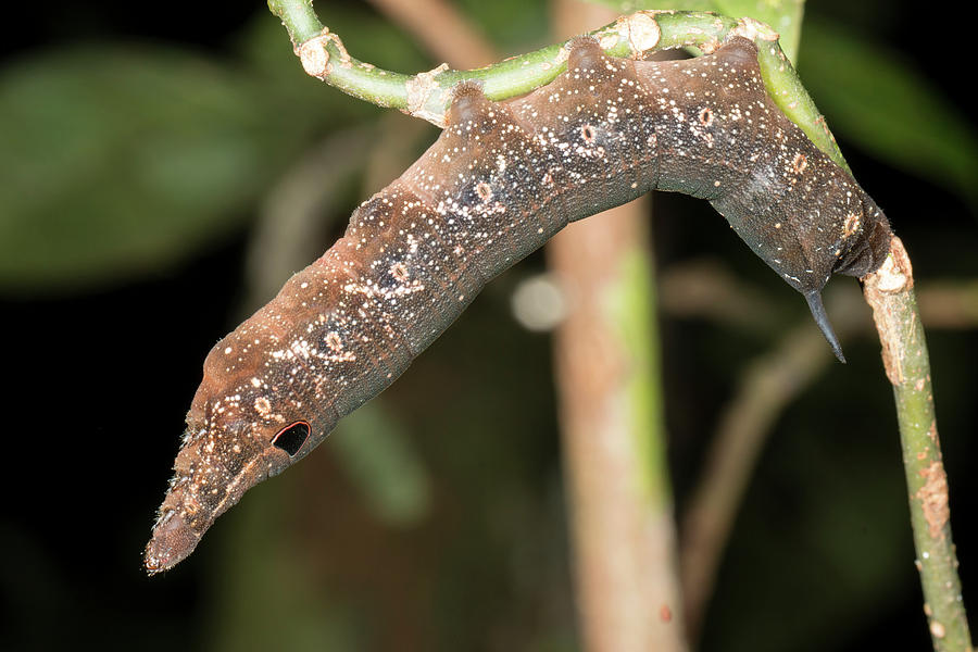 Snake Mimic Caterpillar Photograph by Dr Morley Read
