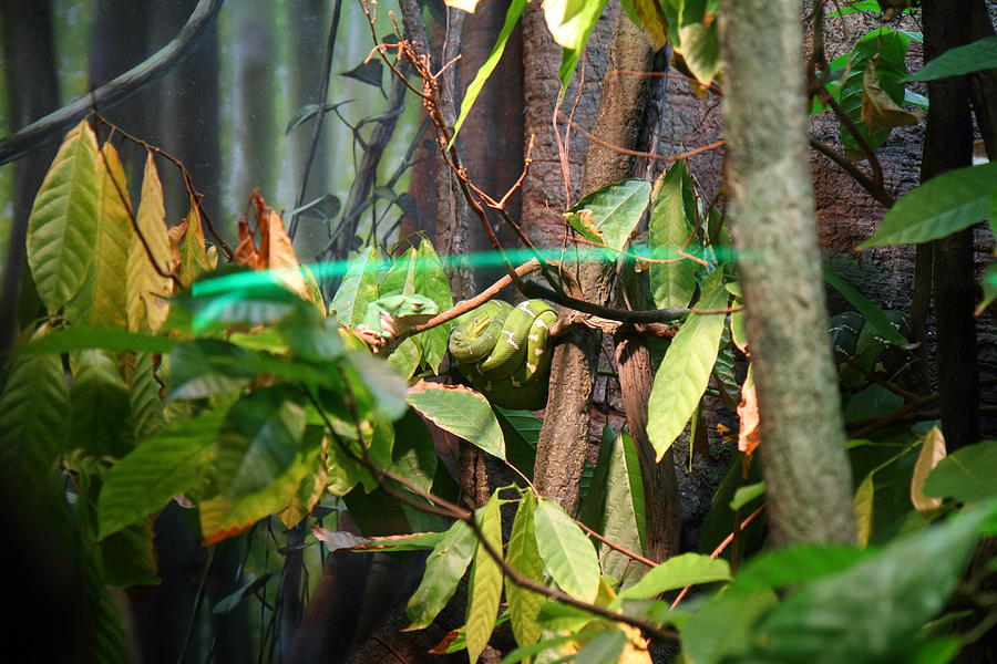 Baltimore Photograph - Snake - National Aquarium in Baltimore MD - 12121 by DC Photographer