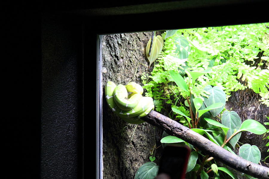 Baltimore Photograph - Snake - National Aquarium in Baltimore MD - 12123 by DC Photographer