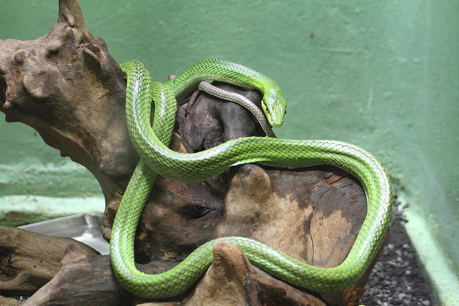 Animal Photograph - Snake - National Zoo - 01131 by DC Photographer