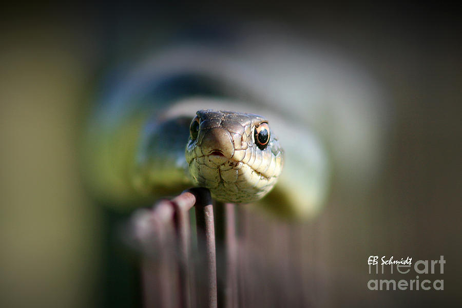 Snake on a Fence Photograph by E B Schmidt