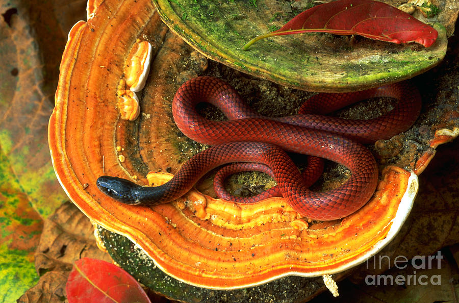 Snake On Bracket Fungus Photograph by Art Wolfe