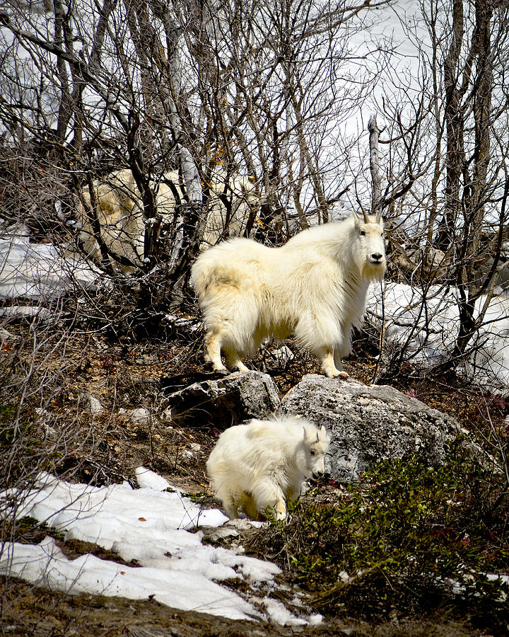 Wildlife Photograph - Snake River Canyon Mountain Goats by Greg Norrell