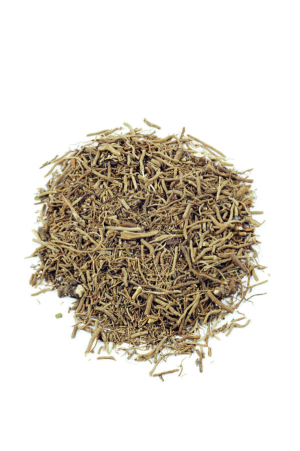 Snake Root Herb Photograph by Geoff Kidd/science Photo Library