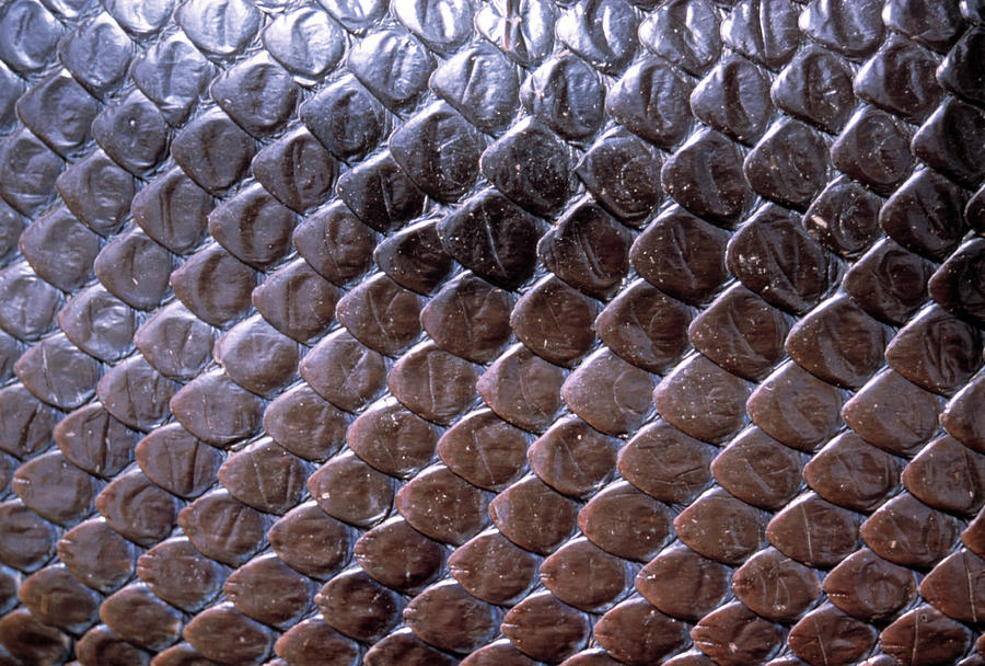Snake Scales Photograph by Dr Morley Read/science Photo Library