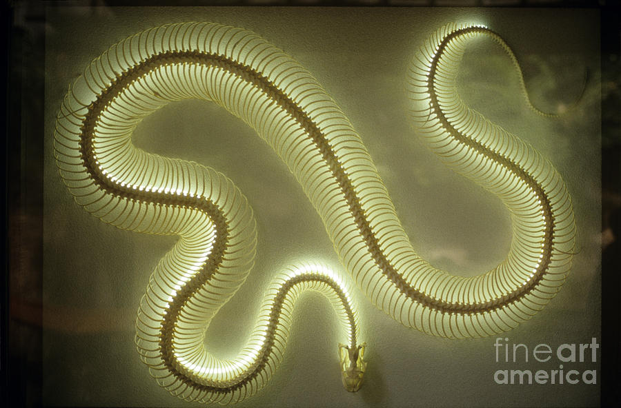 Snake skeleton exhibit at the San Diego Zoo Photograph by Jim Corwin