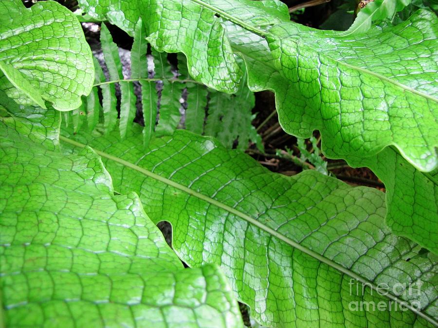 Snake Skin Plant Photograph by Jennifer Wheatley Wolf