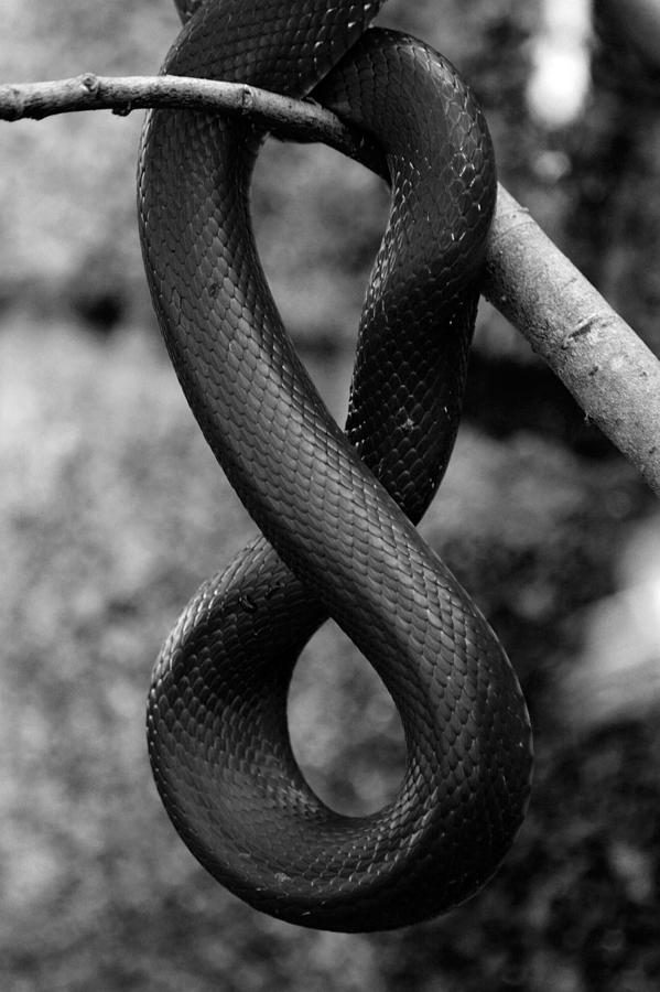 Black And White Photograph - Snake Springs Eternal by Rebecca Sherman
