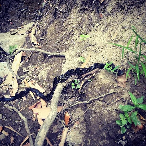 Snake Photograph - #snake #whiteriver With #mydogdaisy by Melissa Lutes