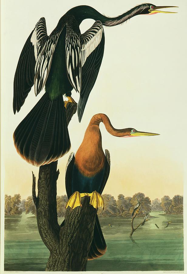John James Audubon Photograph - Snakebird by Natural History Museum, London/science Photo Library
