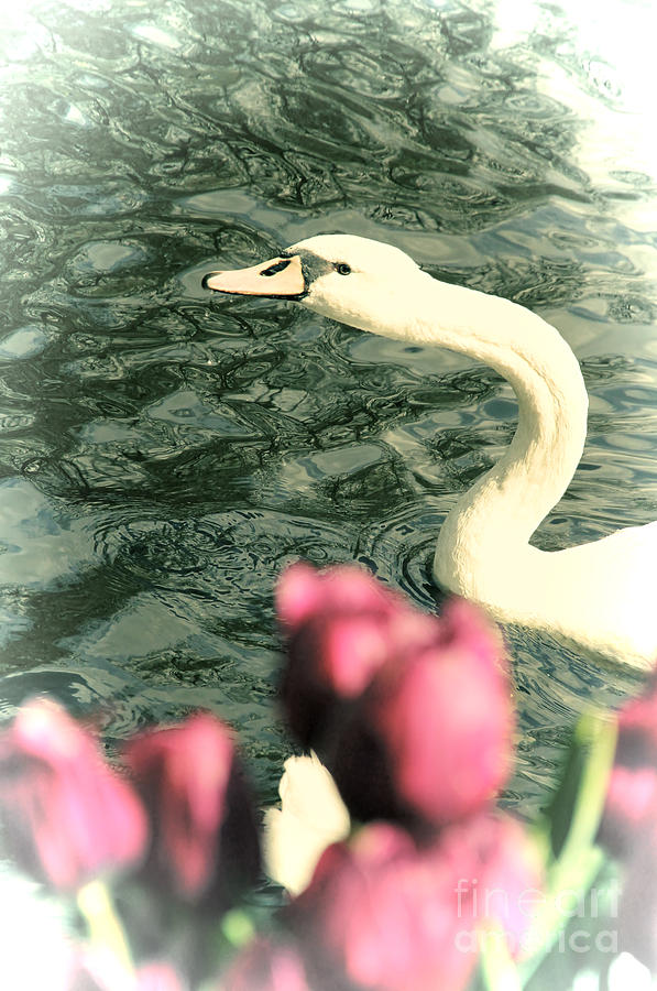 Swan Photograph - Snakelike by Jasna Buncic