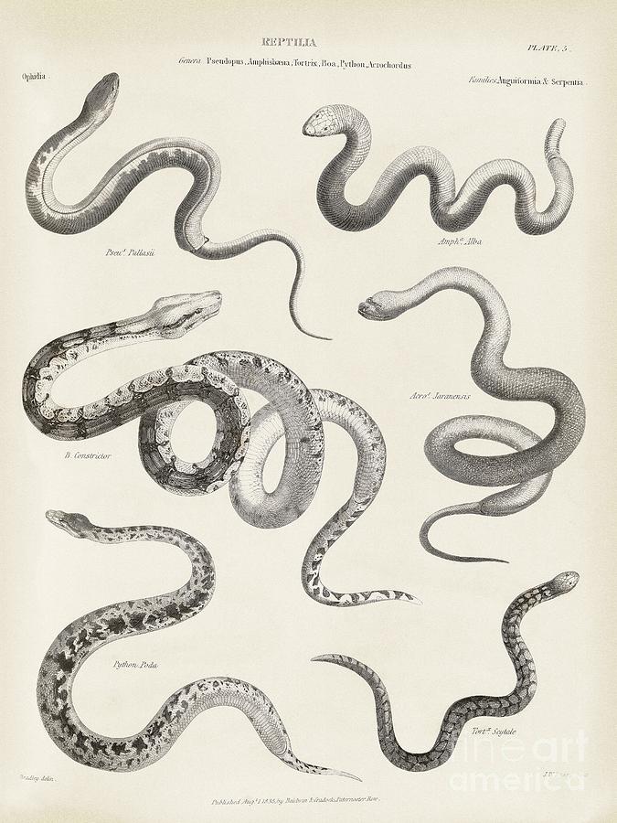 Snakes And Lizards, 19th Century Photograph by Middle Temple Library ...