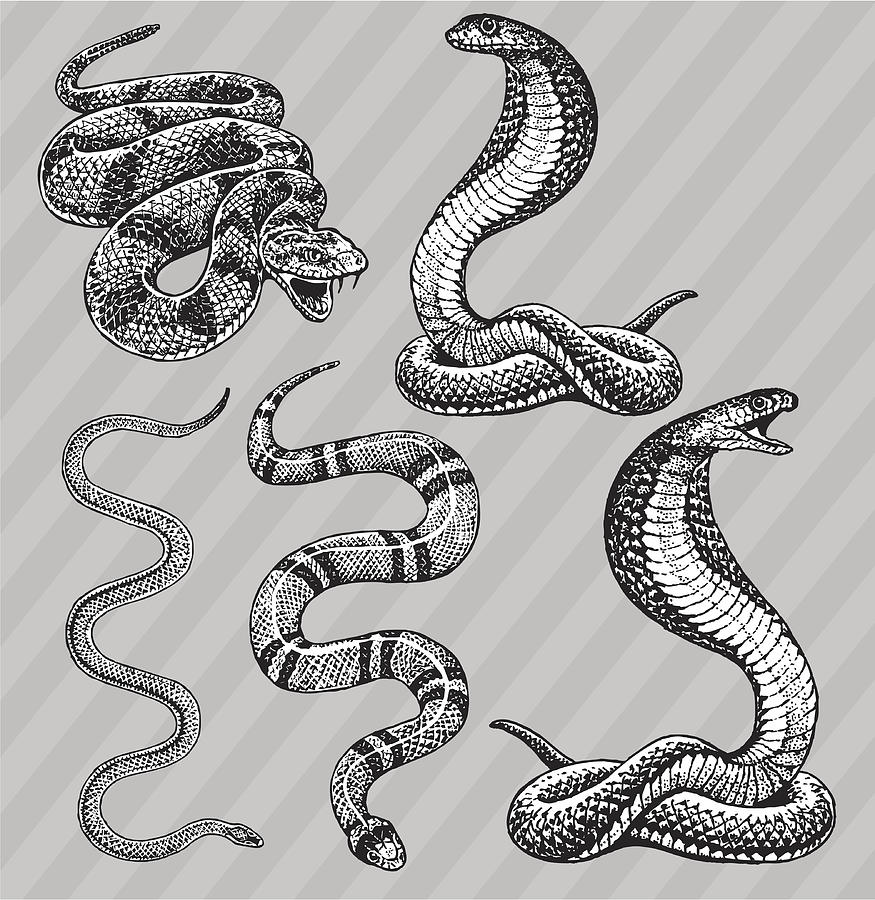 Snakes - Cobra, Kingsnake, Rattlesnake and Garter Drawing by KeithBishop