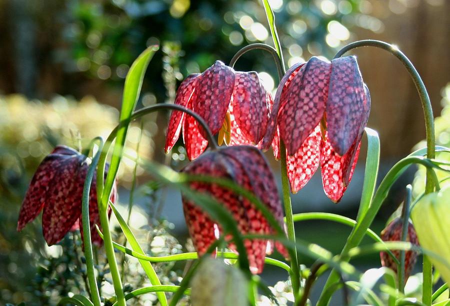 Snakes Head Fritillary Photograph by Nigel Radcliffe