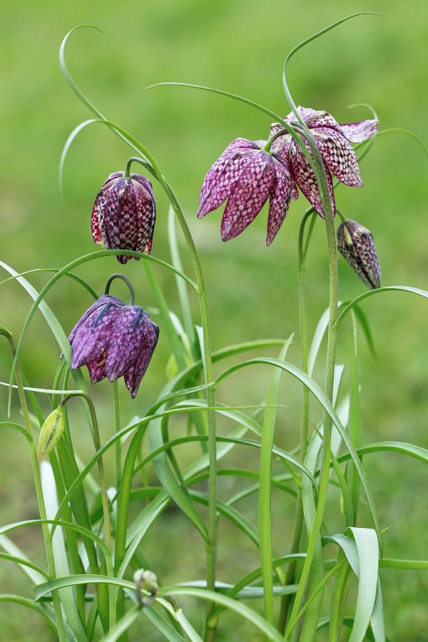 Snake's head deals fritillary