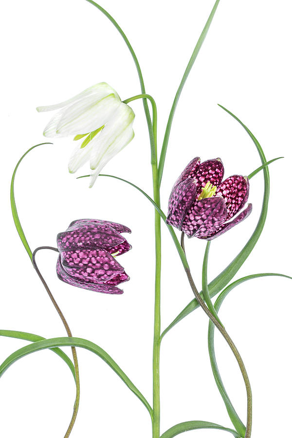 Flower Photograph - Snakes Head Fritillary by Mandy Disher