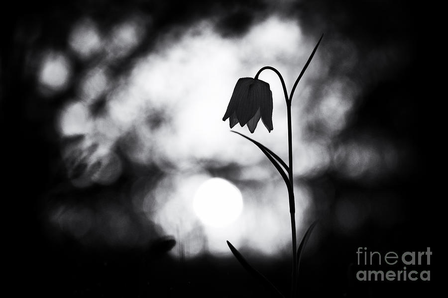 Spring Photograph - Snakes Head Fritillary Monochrome by Tim Gainey