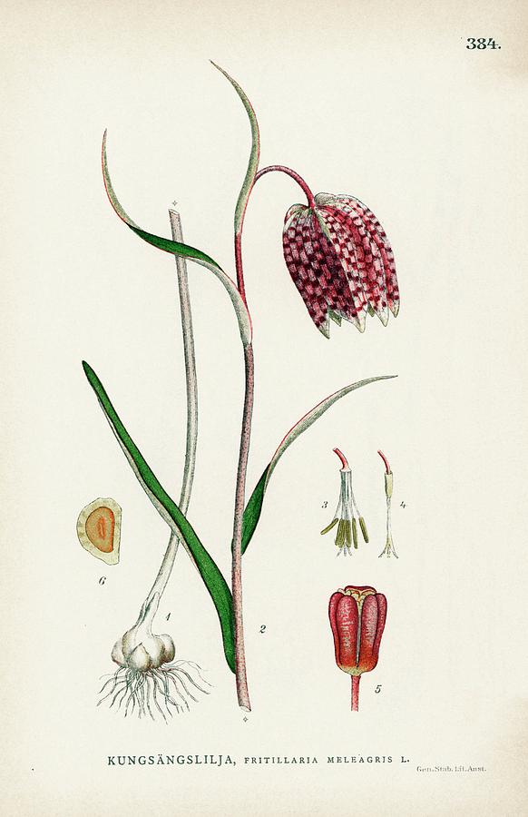 Snakes Head Fritillary Photograph by Natural History Museum, London