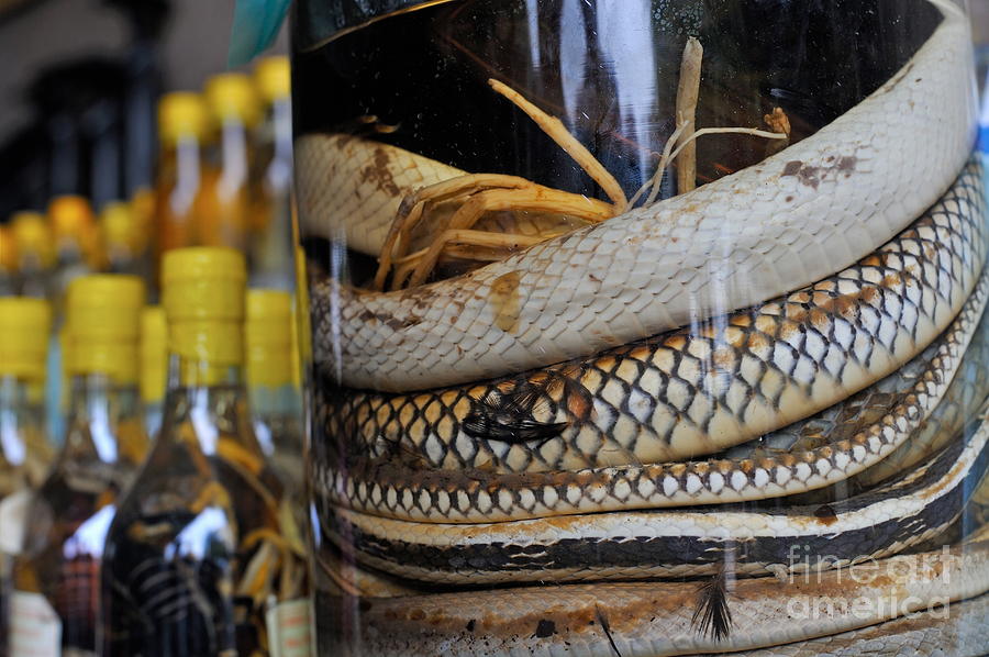 Snakes in snake-flavoured alcohol bottles  Photograph by Sami Sarkis