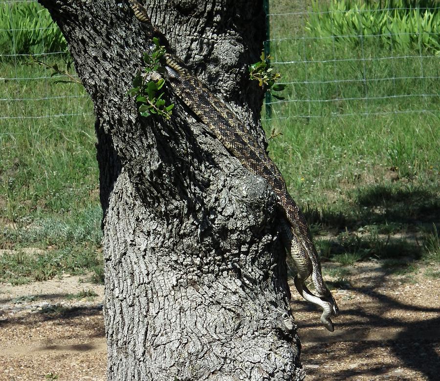 Snakes in the oak tree Digital Art by Robert Rhoads