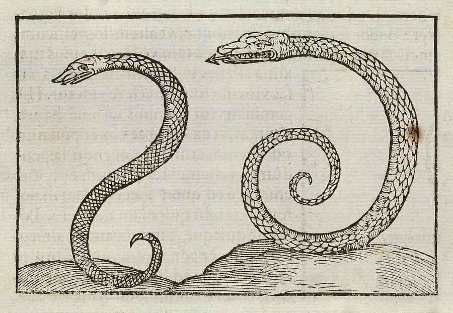 Snakes Photograph by Middle Temple Library