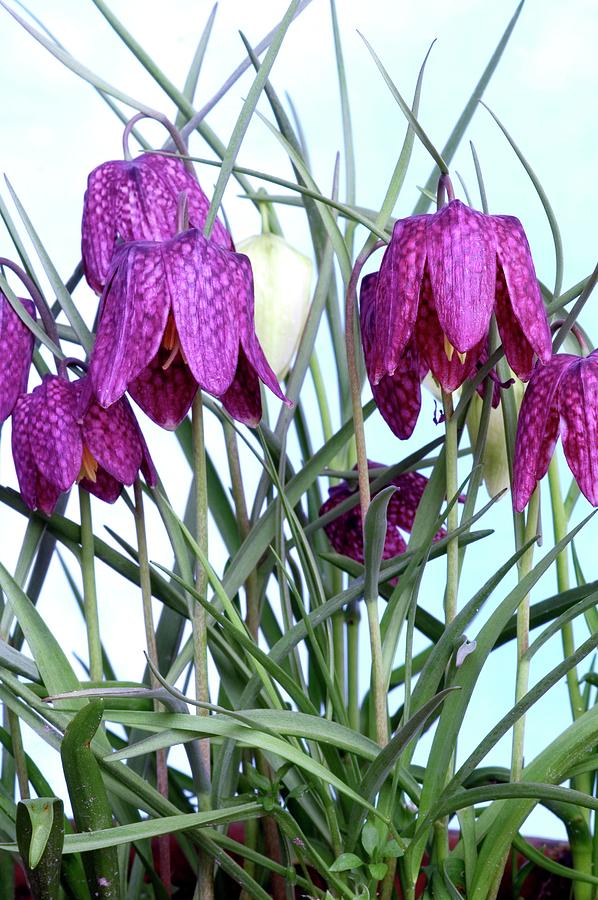 Snakeshead Fritillary (fritillaria Meleag Photograph by Brian Gadsby ...