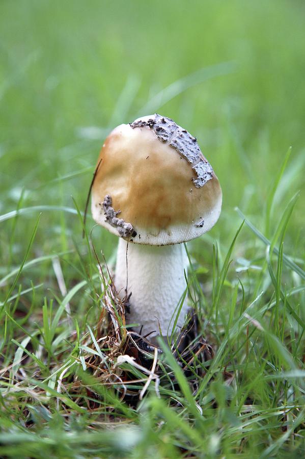Mushroom Photograph - Snakeskin Grisette (amanita Ceciliae) by Chris Dawe/science Photo Library