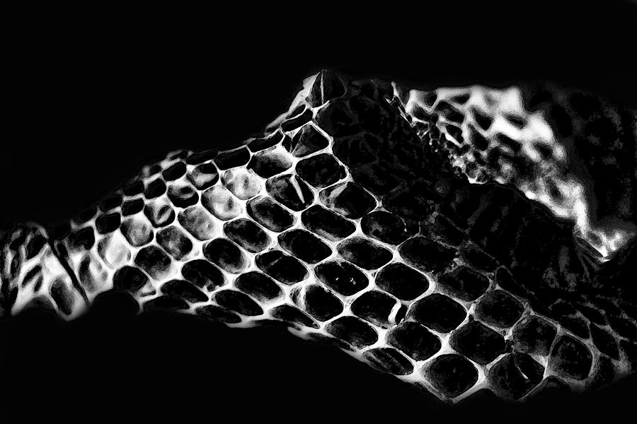 Snakeskin Digital Art by Joe Bledsoe