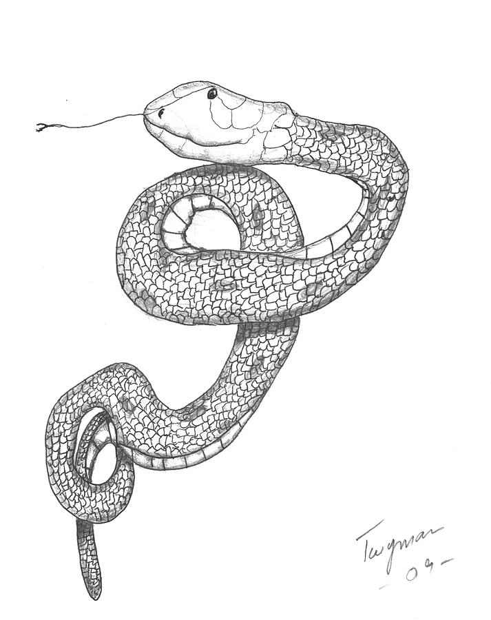 Snakey Drawing by Dan Twyman