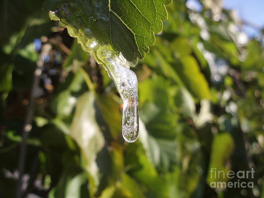 Snap frozen Photograph by A R Fine Art America