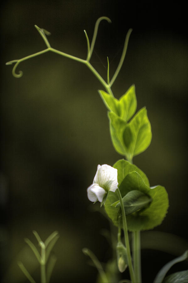 Snap Pea Blossom Photograph by Steve Gravano