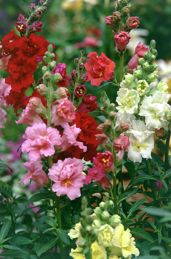 Snapdragon Photograph By Adrian Thomas Science Photo Library - Fine Art 