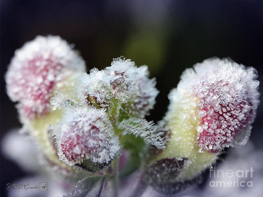 Snapdragon Buds Wear a Frosty Coat Painting by J McCombie