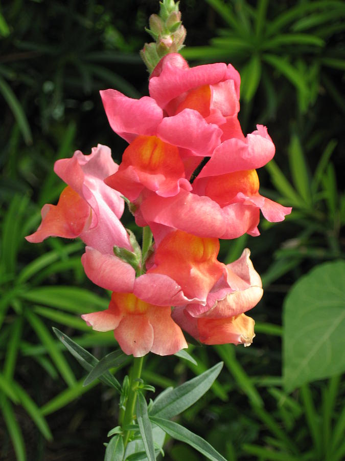 Snapdragon Photograph by Ron Monsour