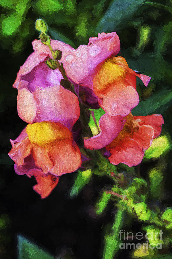 Flower Photograph - Snapdragon by Sheila Smart Fine Art Photography