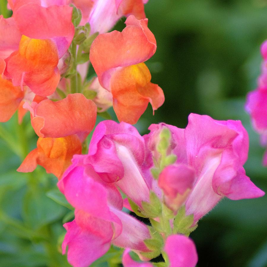 Snapdragons IV Photograph by Danny Mongosa