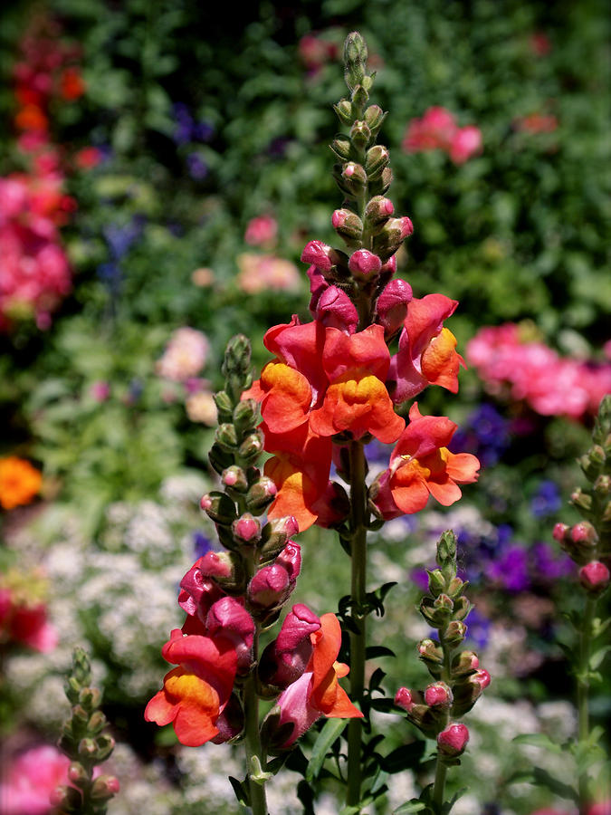 Snapdragons Photograph by Rona Black