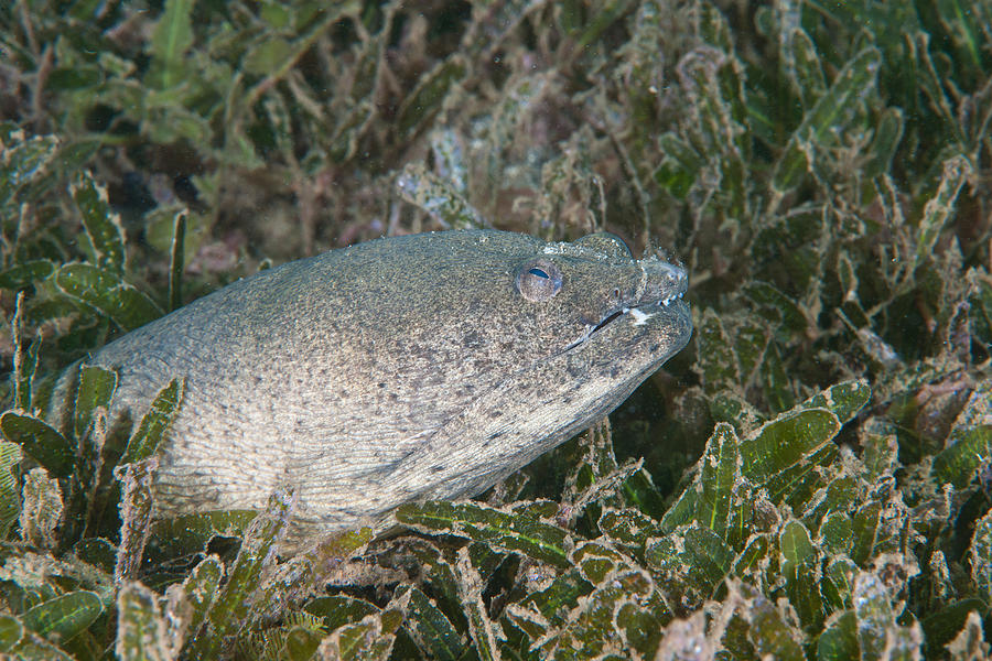 Snapper Eel Photograph by Andrew J. Martinez