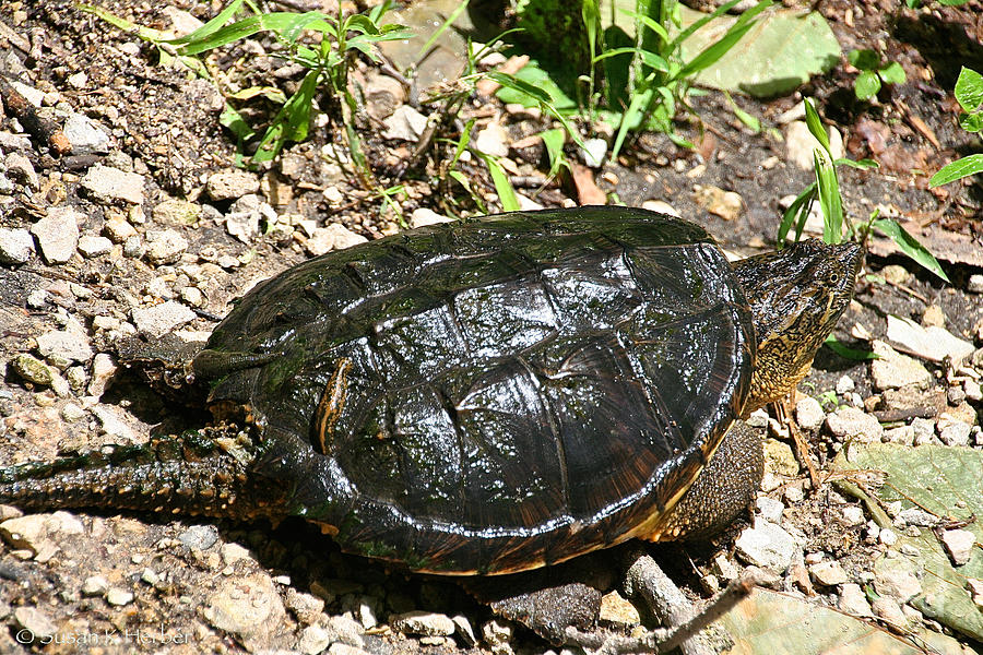 Snapper Photograph by Susan Herber - Fine Art America