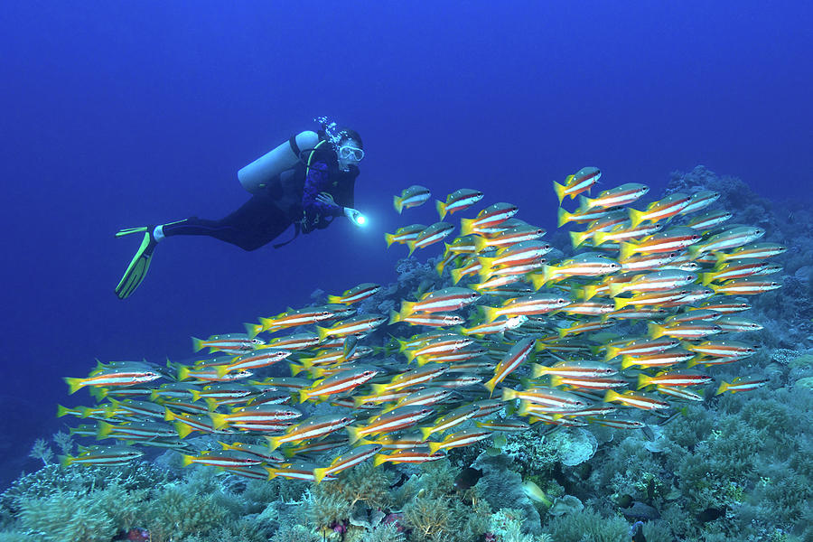 Snappers And Diver - Palau, Micronesia Photograph by Global pics Snappers And Diver - Palau, Micronesia Photograph by Global pics
