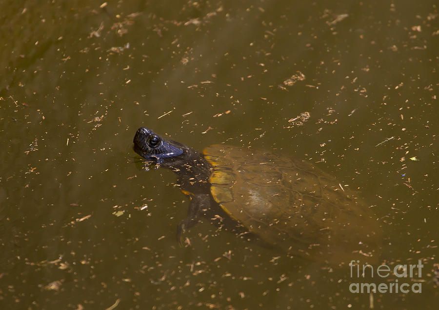 Snapping Turtle #1389 Photograph by J L Woody Wooden - Fine Art America