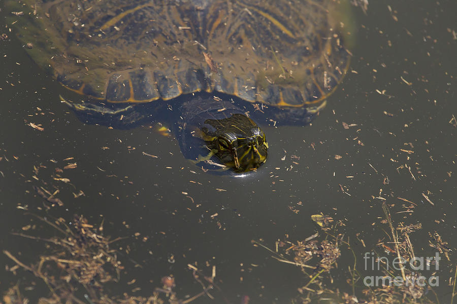 Snapping Turtle   #1480 Photograph
