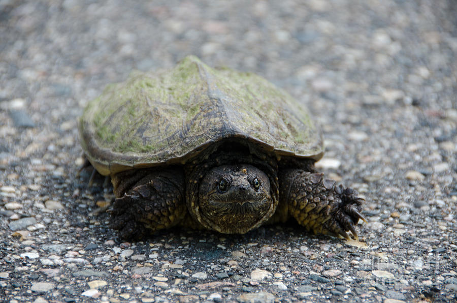 Snapping Turtle 2 Photograph by Cassie Marie Photography