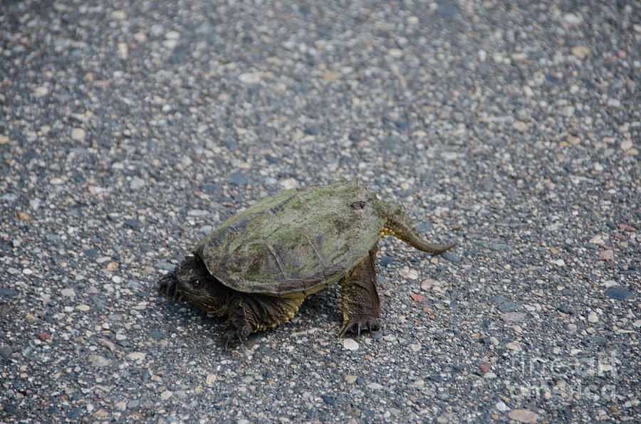 Snapping Turtle 3 Photograph by Cassie Marie Photography